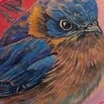 Tattoos - Blue Bird - 138319