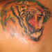Tattoos - Tiger - 21725