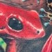 Tattoos - Frogs Half Sleeve Tattoo - 50606