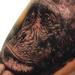 Tattoos - Monkey Tattoo - 74889