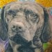 Tattoos - Dog Portrait - 50293
