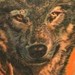 Tattoos - Wolf Tattoo - 50292