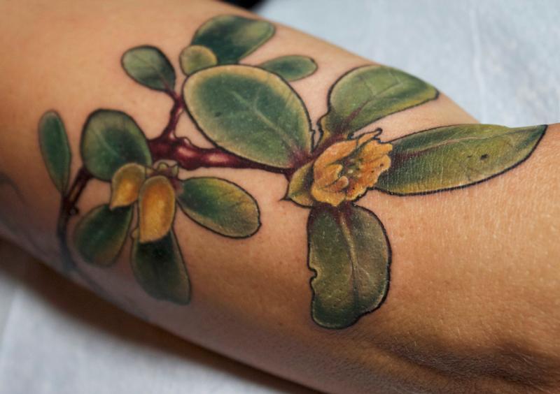 Crimson Empire Tattoo on Instagram Succulent Coverup by Sheila  sheilatattoos Sheilas Books are Open for new projects She would love to  do more color tattoos Give