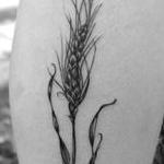 Tattoos - wheat tattoo - 131954