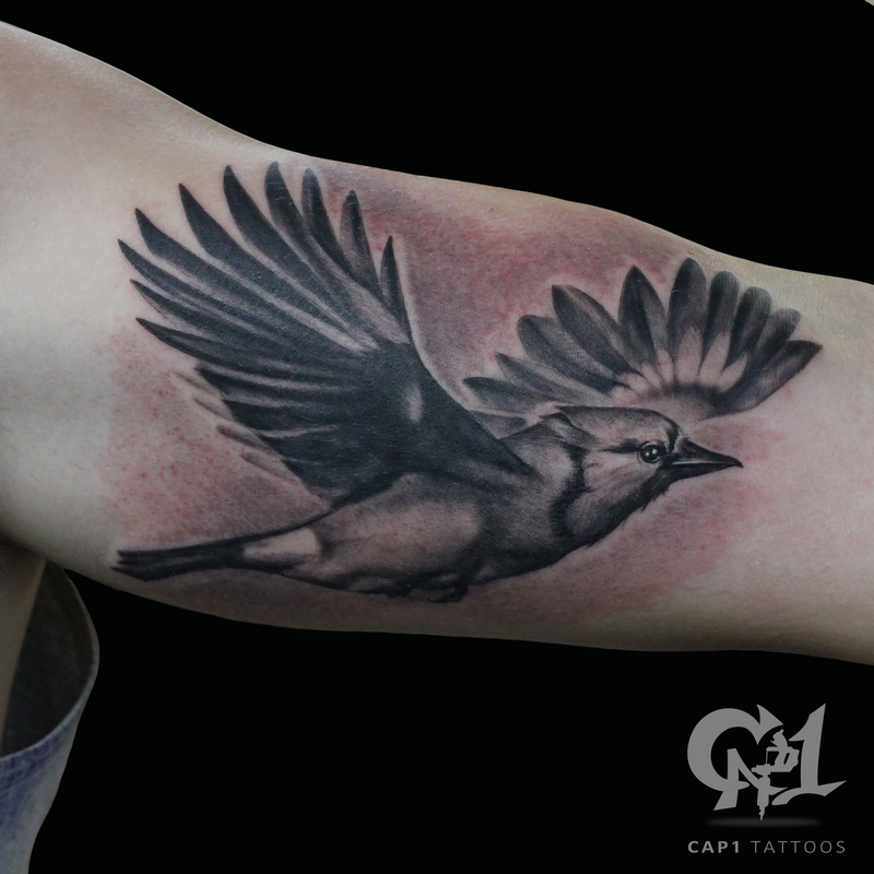 flying blue jay