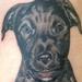 Tattoos - Pit Pup - 82863