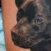 Tattoos - Dog Portrait Black and Grey Healed - 71820
