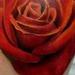 Tattoos - tattoo red rose - 69736