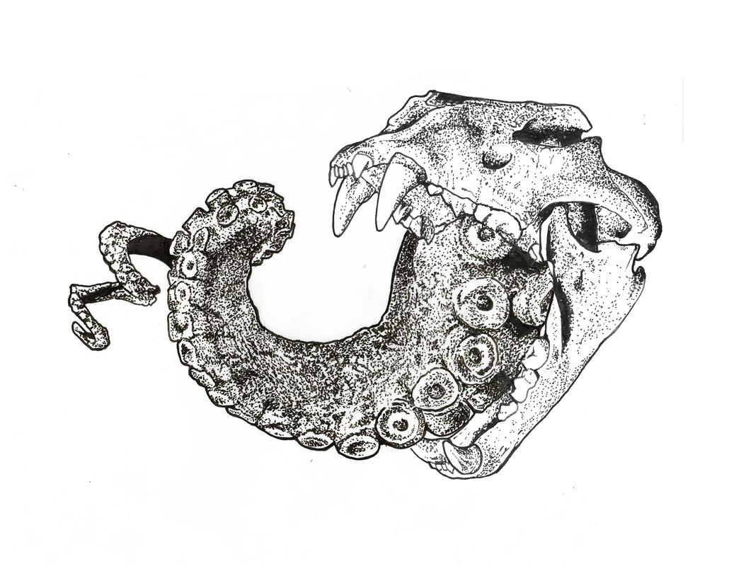 pic Skull With Octopus Tentacles Drawing lion skull with octopus tentacle ink