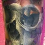 Tattoos - Jason Butcher and Lianne Moule Collaboration - 120331