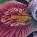 Tattoos - color- iris-tattoo - 51938