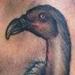 Tattoos - Vulture Tattoo - 57264