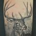 Tattoos - Deer - 91446