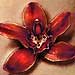 Tattoos - Flower on Hip - 29421