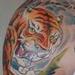 Tattoos - Tiger Climbing - 67535