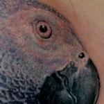 Tattoos - Parrot - 106125
