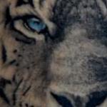 Tattoos - Tiger - 106126