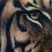 Tattoos - Tiger - 48468