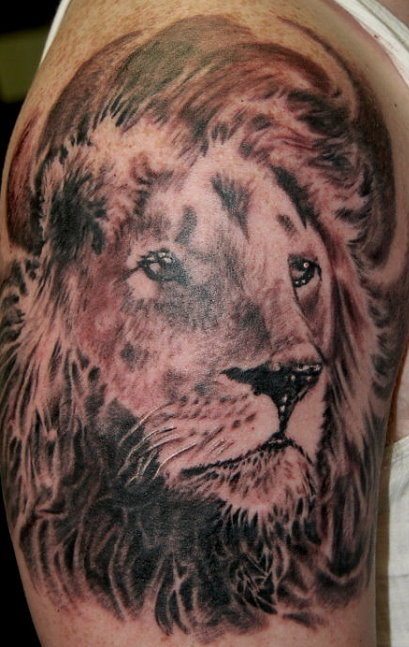 Vinny Burkhart - lion