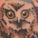 Tattoos - Baby owls - 95245