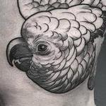 Tattoos - cuckatoo - 113682
