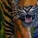 Tattoos - tiger - 50743