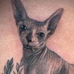 Tattoos - Hairless Cat Tattoo - 145193