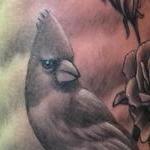 Tattoos - Cardinal - 101426
