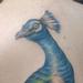 Tattoos - Peacock Tattoo - 66307