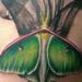 Tattoos - Luna moth - 66330