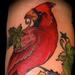 Tattoos - maple cardinal - 65393