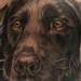 Tattoos - Dog portrait - 70541