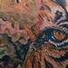 Tattoos - Custom Tiger Skull - 94776
