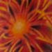 Tattoos - Fireworks Tattoo - 24951