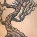 Tattoos - Floating Old Tree - 79373