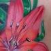 Tattoos - Royal Sunset Lily - 79395