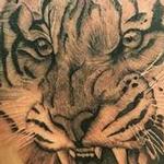 Tattoos - Black and Grey Tiger Tattoo - 129046