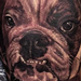 Tattoos - Bulldog portrait - 77968