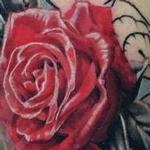 Tattoos - Progress on Snake and Roses Half Sleeve - 142748