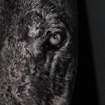 Prints-For-Sale - Wolf - 143684