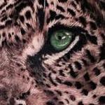 Prints-For-Sale - Leopard  - 143566