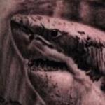 Tattoos - Black and Grey Shark - 142911