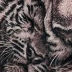 Tattoos - Tiger and Cub - 143613