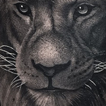 Prints-For-Sale - Lion  - 134295