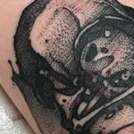 Tattoos - Cardinal  - 139664