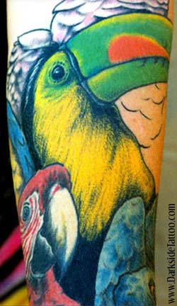 Sean O'Hara - Toucan / parrots