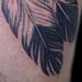 Tattoos - Realistic Black and Grey Feathers Tattoo - 55585