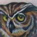 Tattoos - Color Wise Owl on Books tattoo - 68146