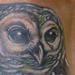Tattoos - Full Color Realistic Owl Tattoo - 55892