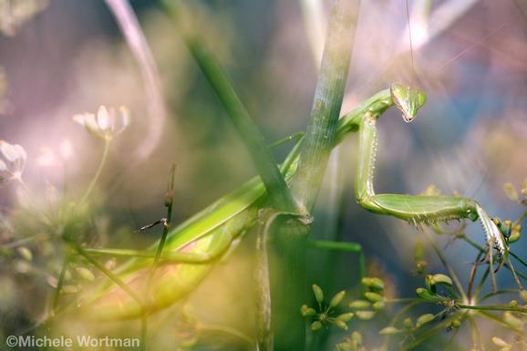 Michele Wortman - Praying Mantis